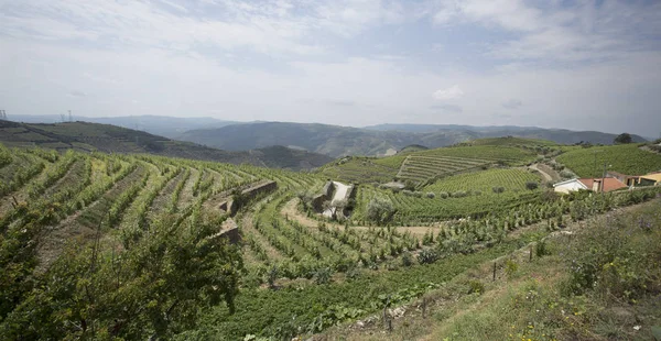 Douro 포르투갈 그것의 훌륭한 와인으로 유명한 포도의 파노라마 — 스톡 사진