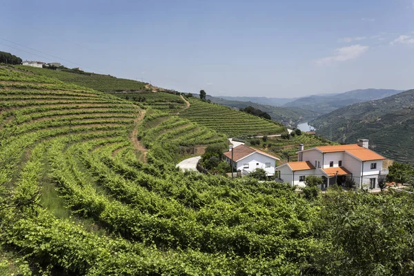 Spektakularny Panoramiczny Widok Winnice Stokach Region Winiarski Douro Portugalia Słynie — Zdjęcie stockowe