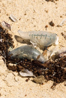Queensland, Avustralya rüzgarlı bir gün boyunca bir maruz okyanus plaj bluebottles denizanası yıkanmış