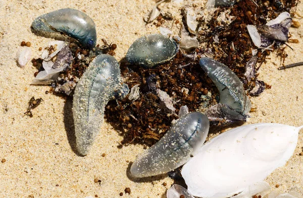 Medusas Bluebottles Lavadas Uma Praia Oceânica Exposta Durante Dia Ventoso — Fotografia de Stock