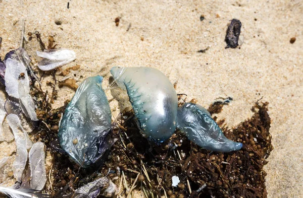 Medusas Bluebottles Lavadas Uma Praia Oceânica Exposta Durante Dia Ventoso — Fotografia de Stock