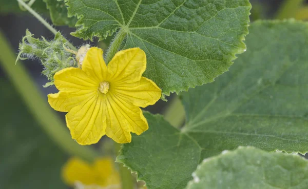 Belo Pepino Cucumis Sativus Flor Macho Amarelo Aberto Pronto Para — Fotografia de Stock