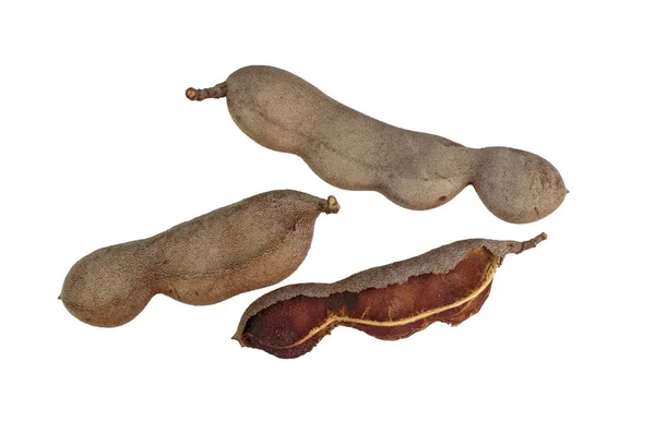 Tamarind Tamarindus Indica Pod Liknande Frukt Som Utanför Tamarind Trädet — Stockfoto