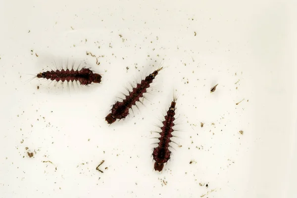 Tři Vzorky Komáří Larvy Nebo Neposedy Druhu Nazývá Toxorhynchites Speciosus — Stock fotografie