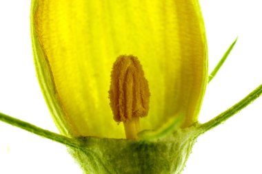 Bir disseke kabak erkek çiçek yaprakları, ercik, anter, filament, sepals ve calyx görünümünü