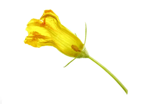 Vista Una Flor Masculina Calabaza Disecada Con Pétalos Estambres Anteras — Foto de Stock