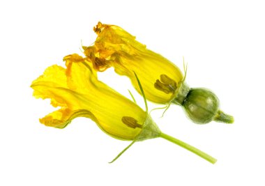 Bir disseke kabak erkek ve dişi çiçek, ya da pistillate, yaprakları, corolla, stigma, stil, yumurtalık, sepals, calyx, ercik, anter, filaman ile görüntüleme