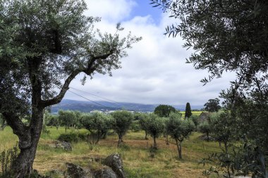 Granit kayalar Celorico da Beira, Beira Alta, Portekiz yakınındaki ortasında eski ve yeni zeytin ağaçları ile güzel tarım manzara