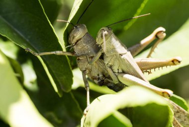 Hedge Grasshoppers, Valanga irregularis, çiftleşme bir konumda. Daha küçük böcek erkek ve dişi veya daha büyük böcek üstüne 