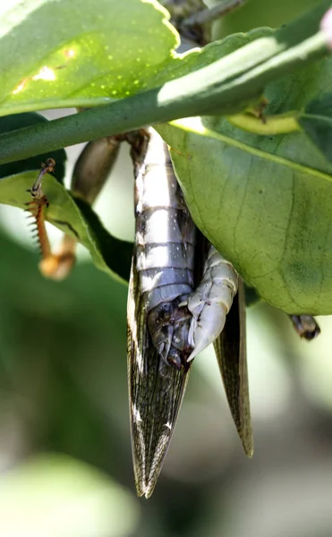 Hedge Grasshoppers Valanga Irregularis Posição Acasalamento Inseto Menor Macho Está — Fotografia de Stock