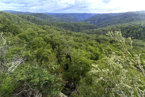 Selva tropical Gondwana de Nueva Inglaterra —  Fotos de Stock