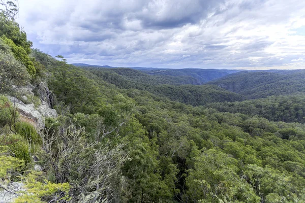 Нова Англія висока країна Гондвана тропічних лісів — стокове фото