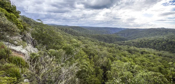 新英格兰高国家贡德瓦纳雨林 — 图库照片