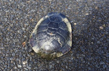 Tatlısu Ortak Yılan boyunlu Kaplumbağa