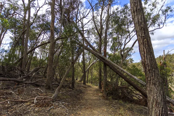 Nationaal park van New England - Wollombi-kloof — Stockfoto