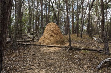New England Ulusal Parkı Termit Tepesi