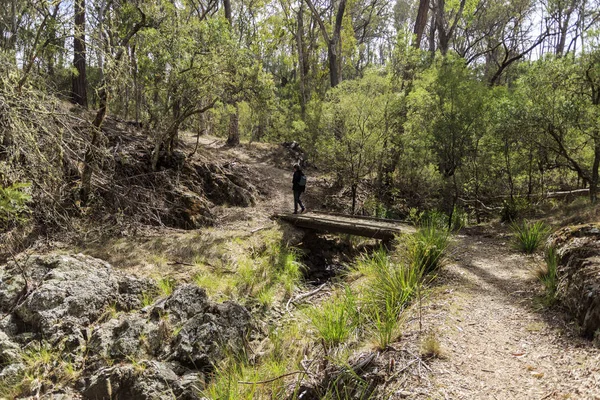 New England National Park ��� Walking Track — 图库照片