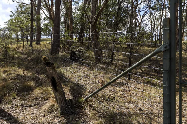 New England National Park ��� Dingo Fence — 图库照片