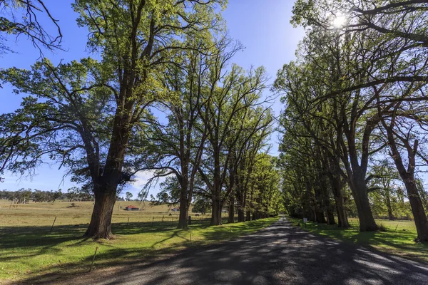 Kostel gostwyck English Elm Avevue — Stock fotografie