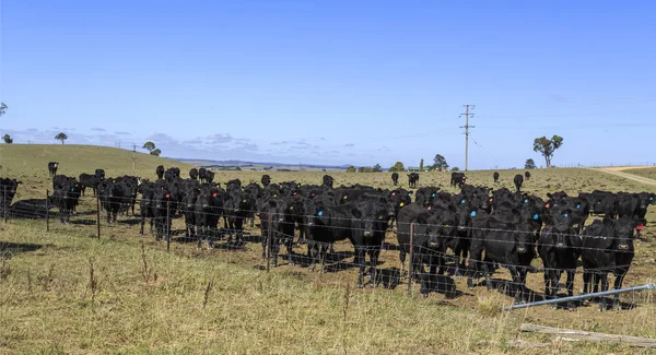 Angus Cattle Being Raised in a Farm