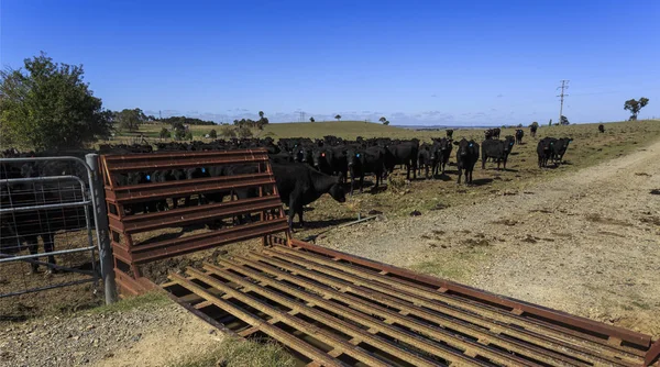 Grille de bovins utilisée dans une propriété bovine — Photo