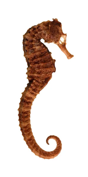 Seahorse ��� Naturally Air Dried — 图库照片