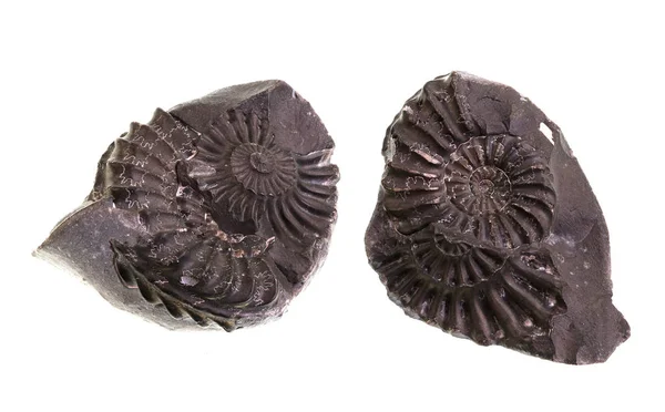 Moules et pièces moulées à base d'ammonites — Photo