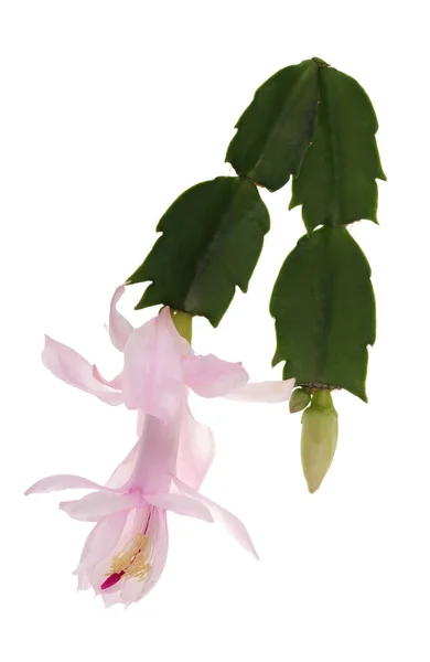 Zygocactus Flor rosa de sino achatado — Fotografia de Stock