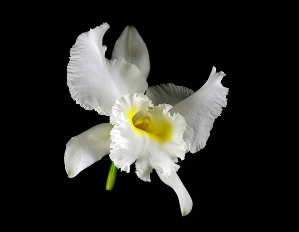 Espécimen blanco de la flor de la orquídea de Cattleya — Foto de Stock