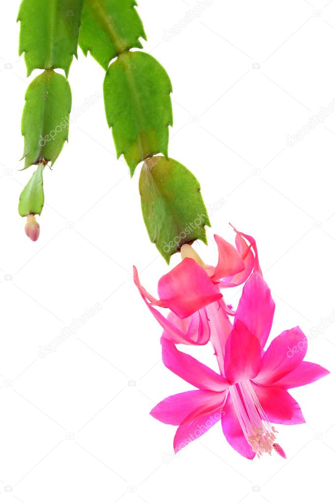 Zygocactus Flattened-bell Pink Flower