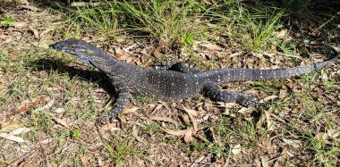 Glass House Dağları Dantel Monitör veya Goanna 