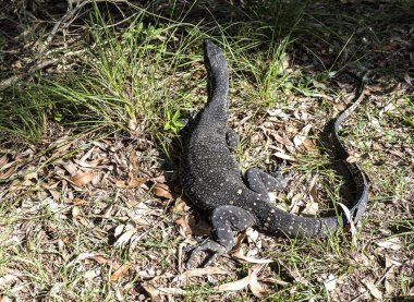 Glass House Dağları Dantel Monitör veya Goanna 