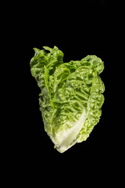 Cos Lettuce or Romaine Lettuce — Stock Photo, Image