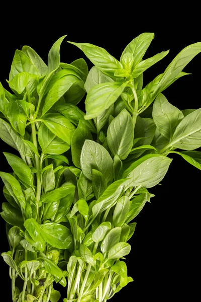 Basil Culinary Herb — Stock Photo, Image