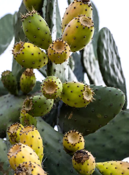 Prickly Pear Cactus Ripe Fruit