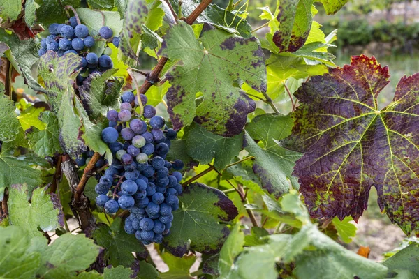 Виноград і готові до збирання — стокове фото