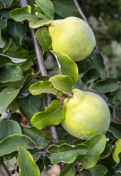 Quinces на дереві — стокове фото