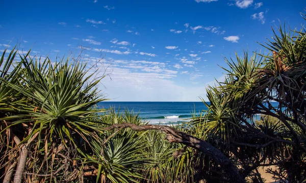 Pandanus Ağaçları Nın Karşısındaki Pasifik Okyanusu Manzarası Mooloolaba Queensland Avustralya — Stok fotoğraf