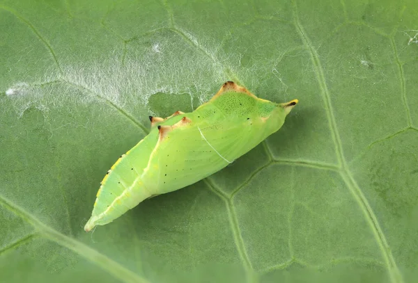 Vista Pupa Uma Borboleta Branca Repolho Pieris Rapae Com Uma — Fotografia de Stock