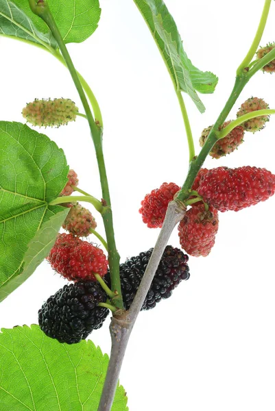 Черная Шелковица Является Плодом Растения Морус Семье Moraceae — стоковое фото