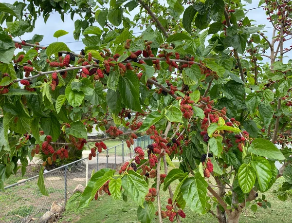 Fekete Eperfa Morus Növény Gyümölcse Moraceae Családban — Stock Fotó