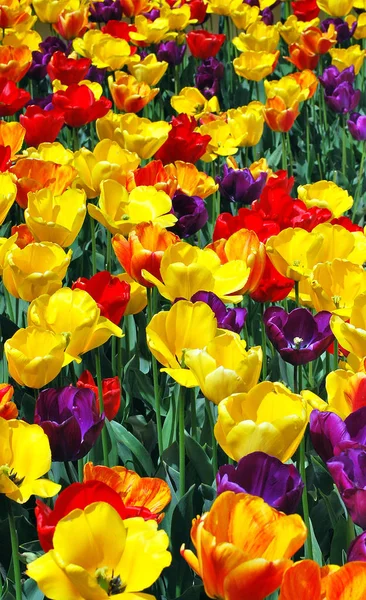 Bunte Amsterdam Tulpen Auf Offenem Feld Freien — Stockfoto