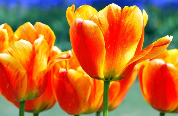Tulipani Colorati Amsterdam Visualizzati Campo Aperto All Aperto — Foto Stock