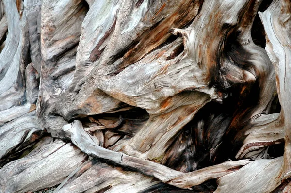 Tree Roots Abstract Spreading Nature Outdoors — Stock Photo, Image