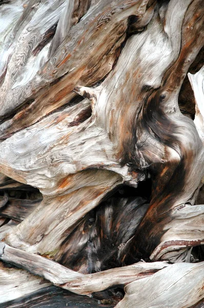 Träd Rötter Abstrakt Sprids Naturen Utomhus — Stockfoto