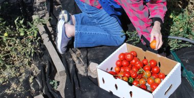 Olgun erkek bir topluluk bahçe açık havada domates toplama.