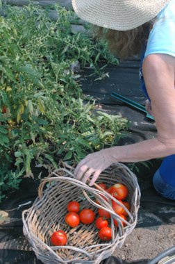 Kadın bahçıvan domates açık havada topluluk bahçeden toplama.