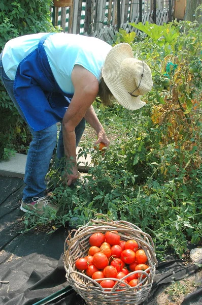 Kadın Bahçıvan Domates Açık Havada Topluluk Bahçeden Toplama — Stok fotoğraf