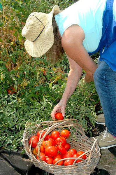 Jardineiro Feminino Colhendo Tomates Jardim Comunitário Livre — Fotografia de Stock