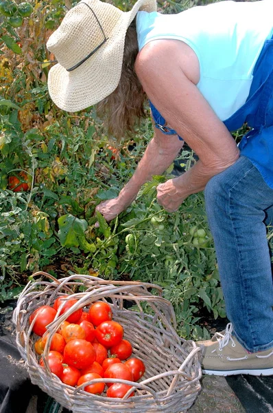 Kadın bahçıvan domates açık havada topluluk bahçeden toplama.